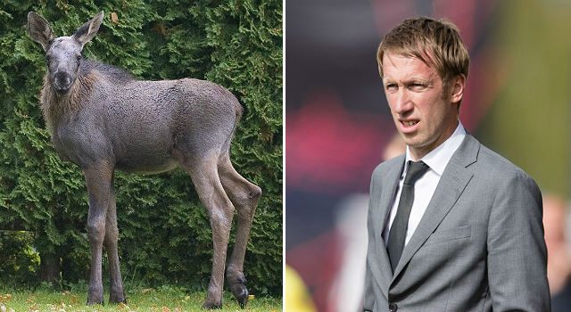 Nya ÖFK-hyllningen – döper älg efter Graham Potter