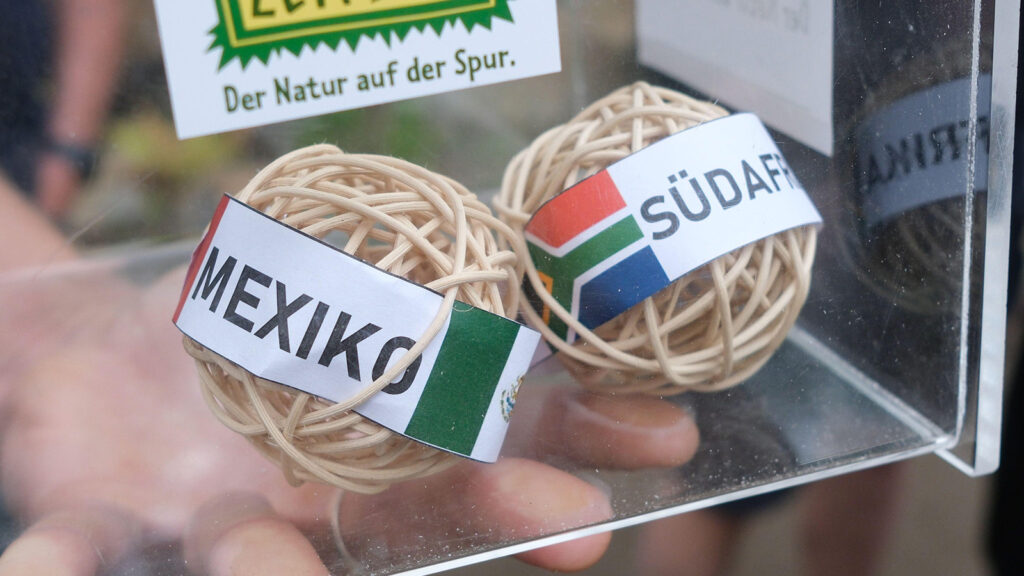 **Leipzig, Tyskland. 9 juni 2026. Bollar märkta med de VM-deltagande länderna Mexiko och Sydafrika ligger i en låda på Leipzig Zoo. I voljären för Amazonasregionen har papegojor fått agera orakel inför öppningsmatchen mellan Mexiko och Sydafrika den 11 juni 2026, i ett evenemang som djurparken kallar ”Arakel”. Om de fjäderklädda fotbollsfansen får rätt kommer matchen att sluta till fördel för det sydamerikanska landet. Blåstrupiga aror är starkt hotade, och endast några hundra individer återstår i deras hemland Bolivia. Foto: dpa picture alliance.**